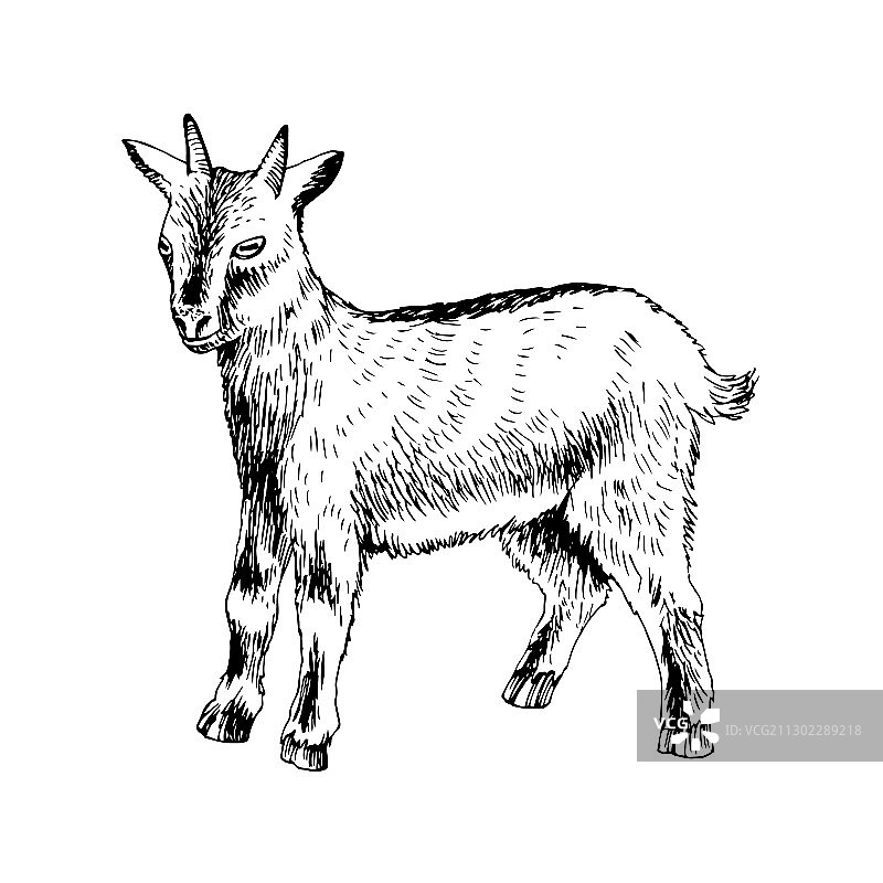 手绘可爱的小山羊农场动物图片素材