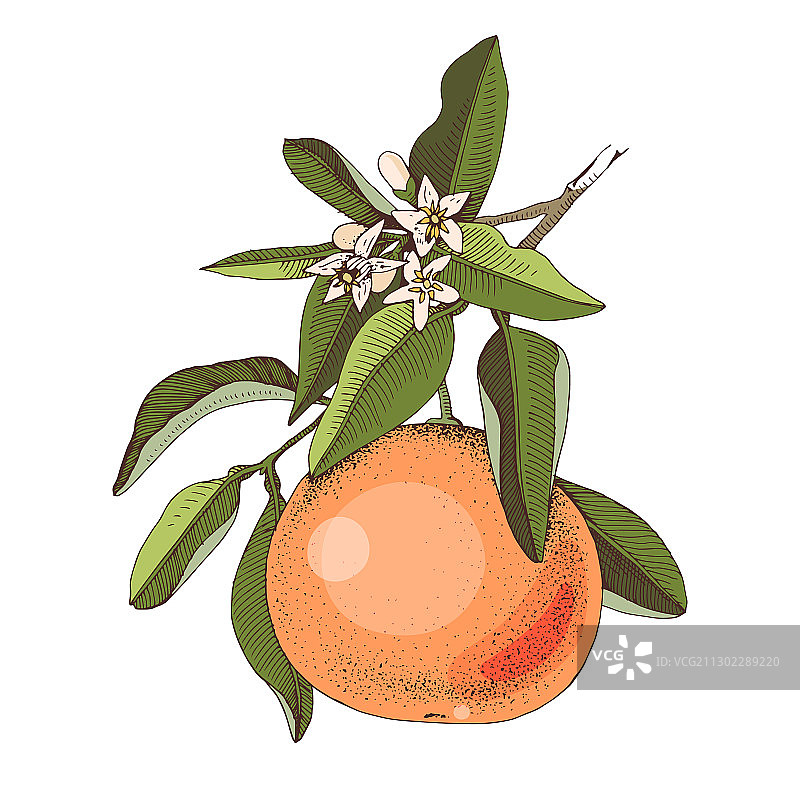 手绘葡萄柚成熟枝条图片素材