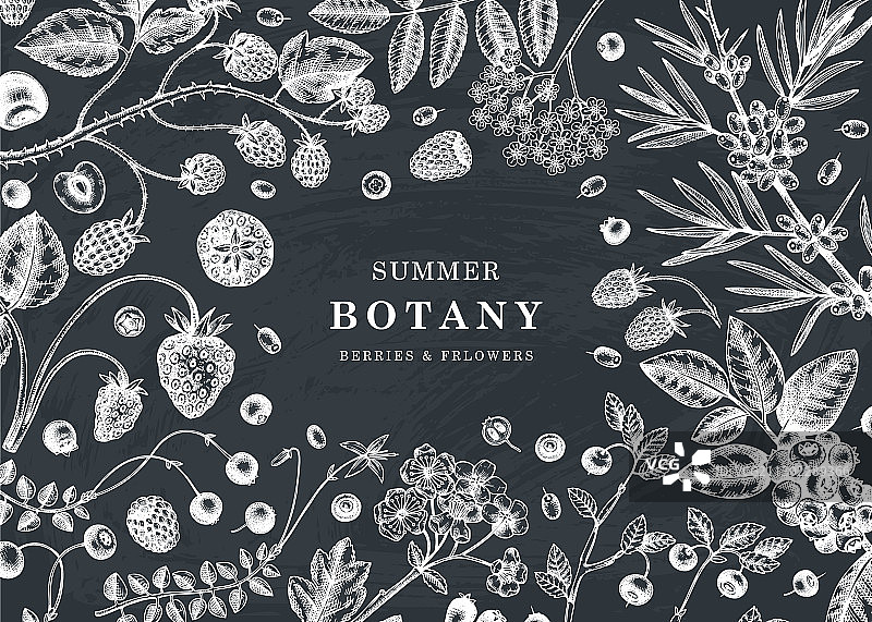 手绘白色浆果复古粉笔设计图片素材