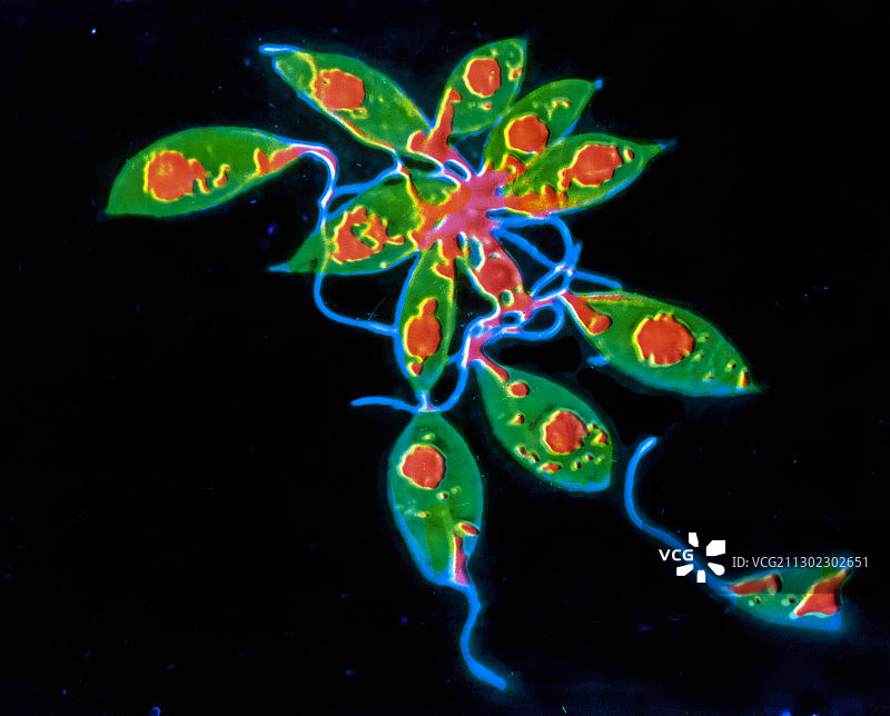 利什曼原虫图片素材