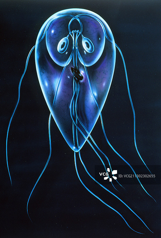 兰氏贾第鞭毛虫原虫示意图图片素材