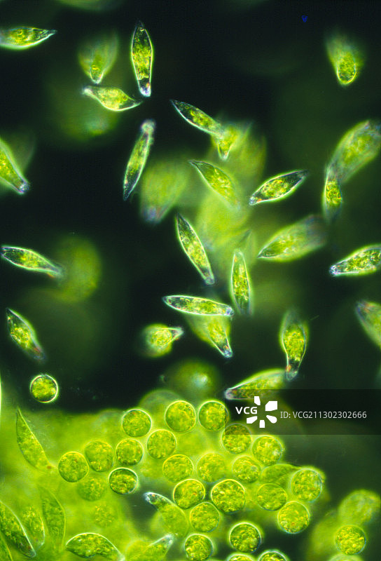 眼虫的显微照片图片素材