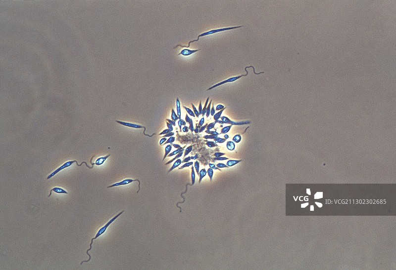 利什曼原虫图片素材