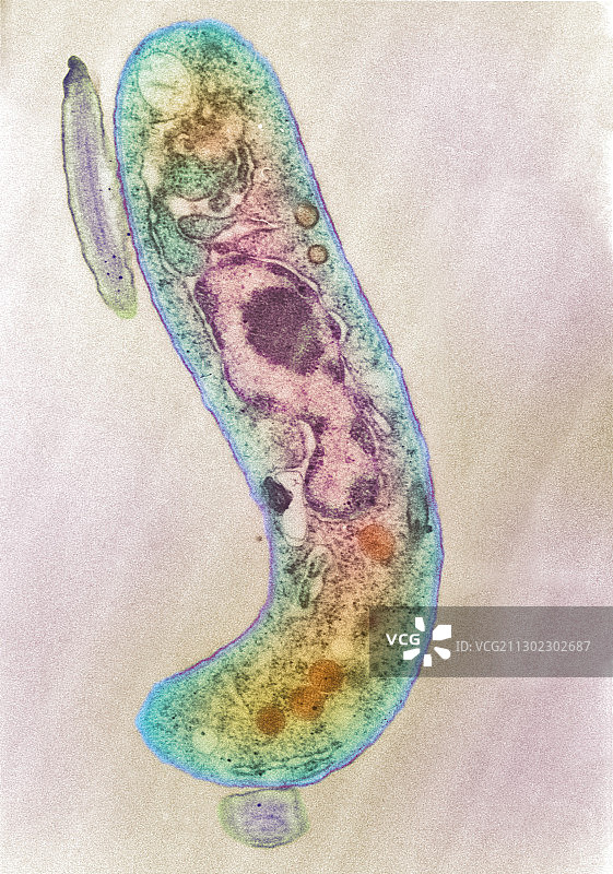寄生原生动物，TEM图片素材