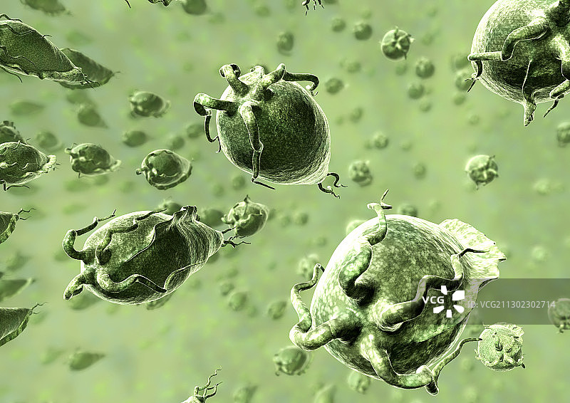 阴道毛滴虫寄生虫图片素材