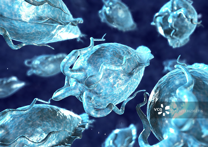 阴道毛滴虫寄生虫图片素材