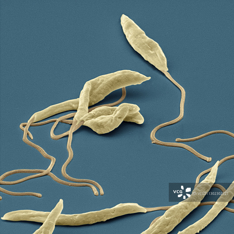 利什曼原虫寄生虫扫描电镜图图片素材