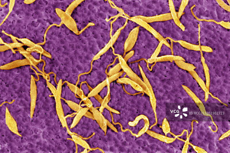 利什曼原虫寄生虫（扫描电镜）图片素材