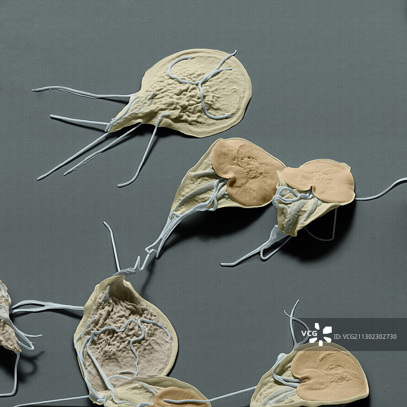 蓝氏贾第鞭毛虫原生动物扫描电镜图片素材