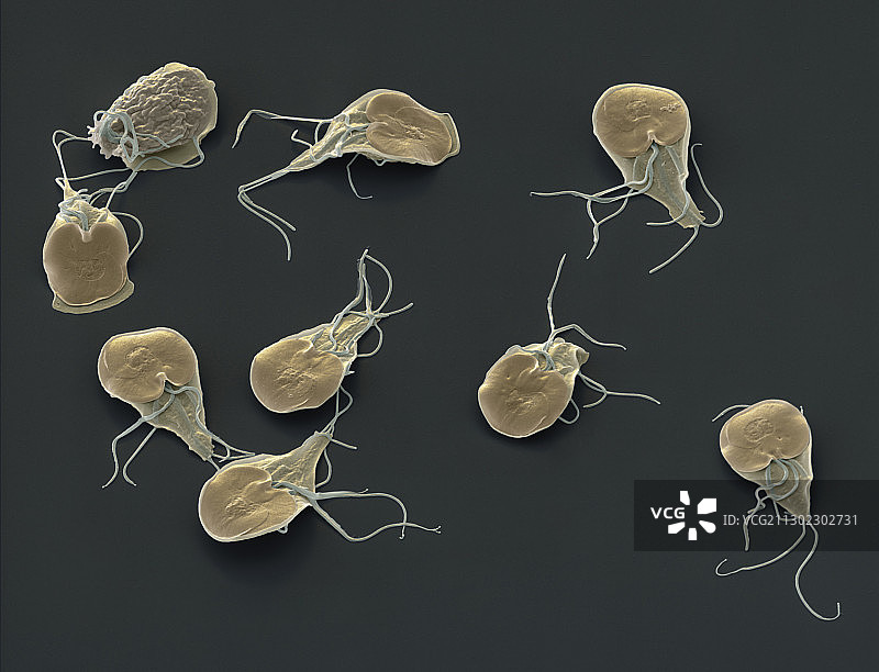 蓝氏贾第鞭毛虫原生动物扫描电镜图片素材