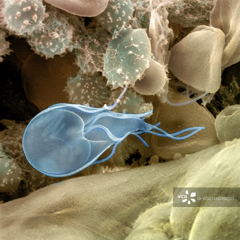 兰氏贾第鞭毛虫图片素材