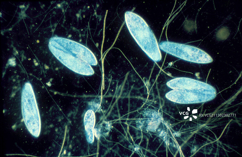 正在进行接合的草履虫图片素材