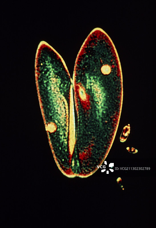 尾草履虫的接合图片素材