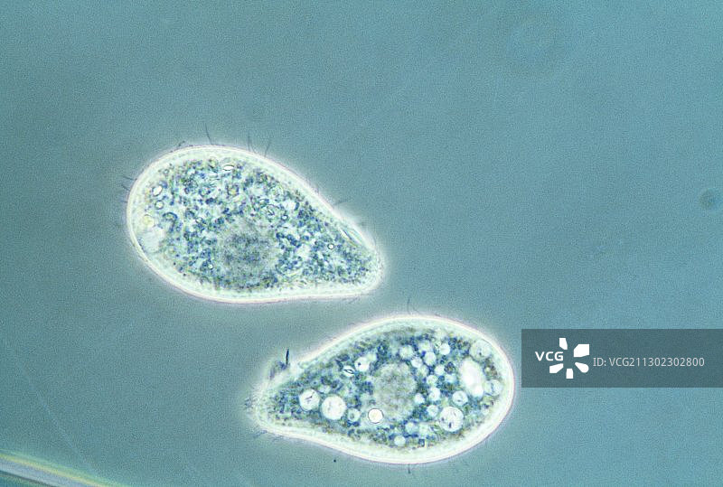 四膜虫属光学显微照片图片素材