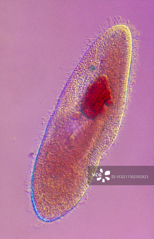 单细胞草履虫的光学显微照片图片素材