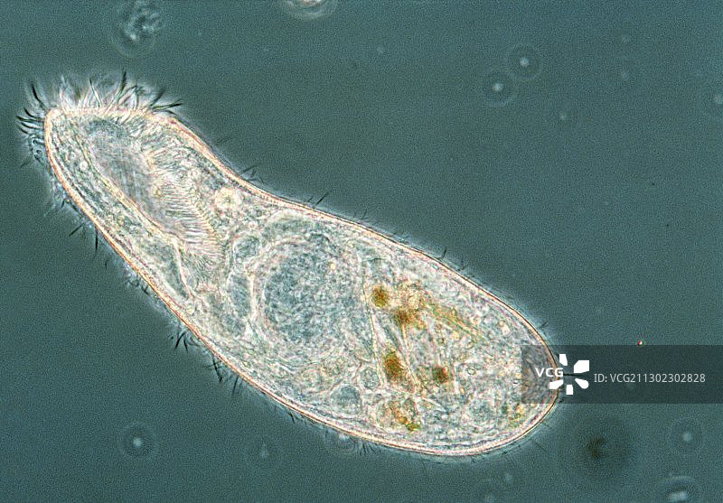栉发虫属纤毛原生动物的LM显微图像图片素材