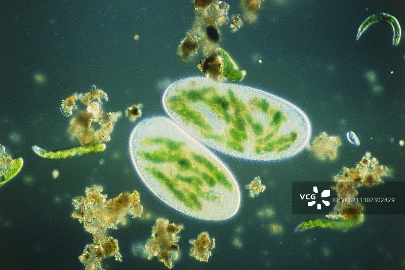显示食物泡的两个草履虫的光学显微镜图图片素材