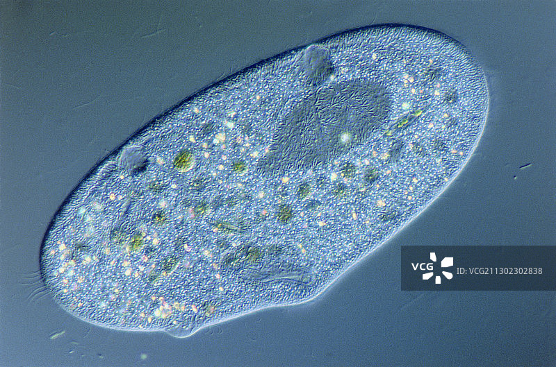单个草履虫的光学显微镜图像图片素材