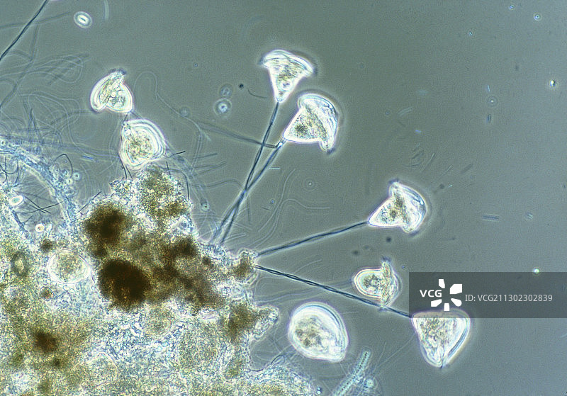钟虫属 sp. 的光学显微镜图像图片素材