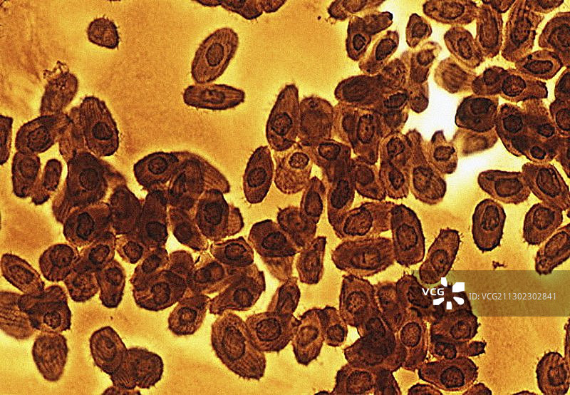 嗜热四膜虫的光学显微照片图片素材