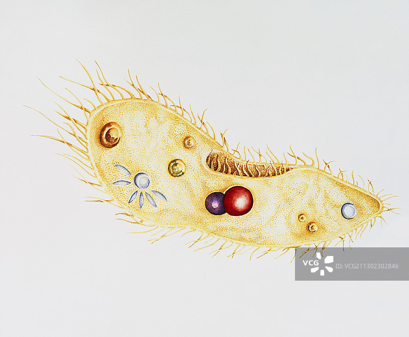 水彩原生动物草履虫艺术画图片素材