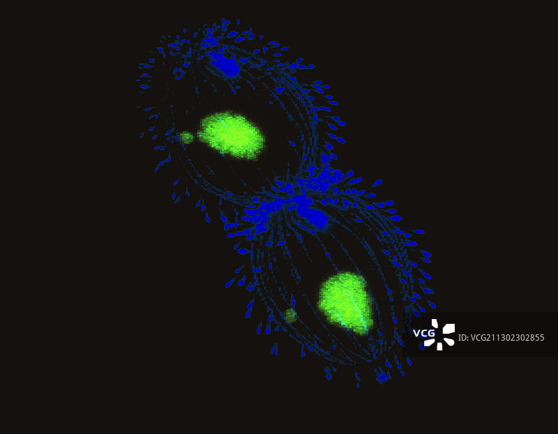 四膜虫图片素材