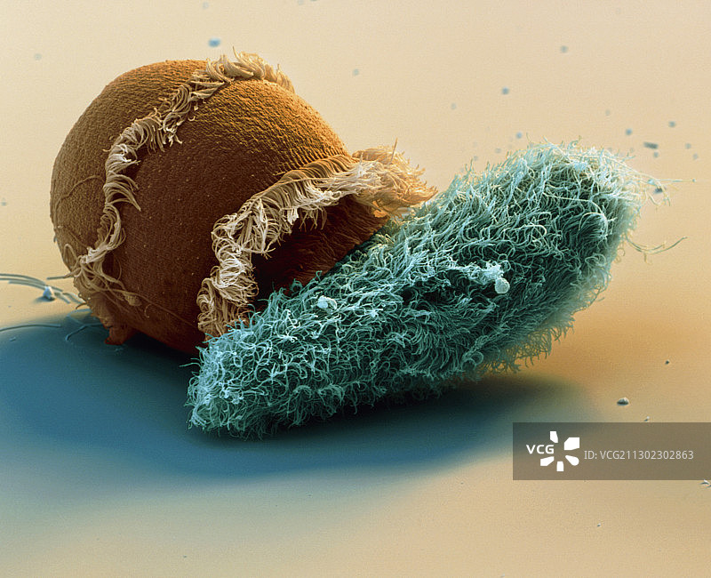 双滴虫攻击草履虫图片素材
