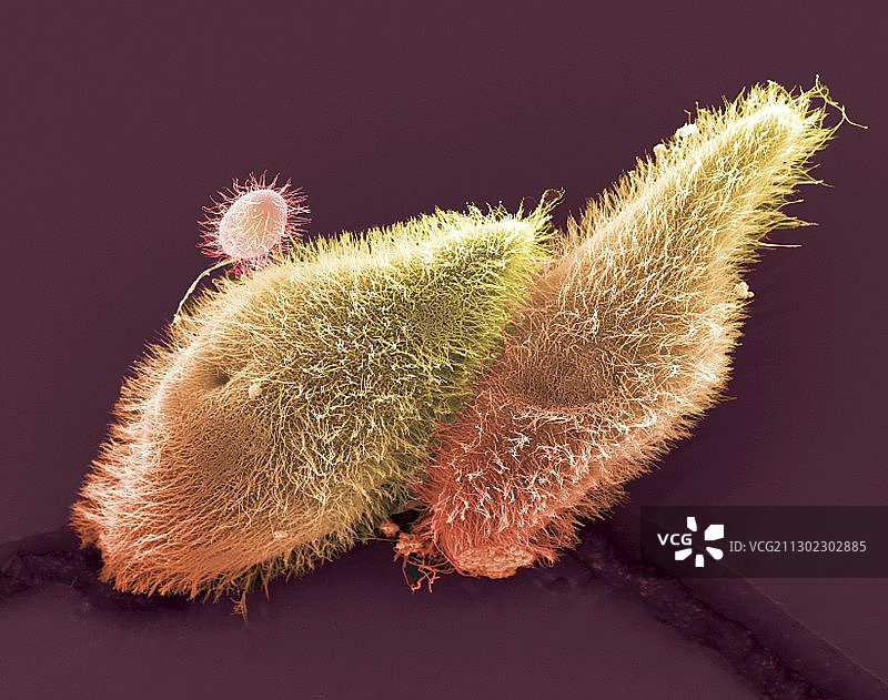 草履虫原生动物（扫描电子显微镜）图片素材