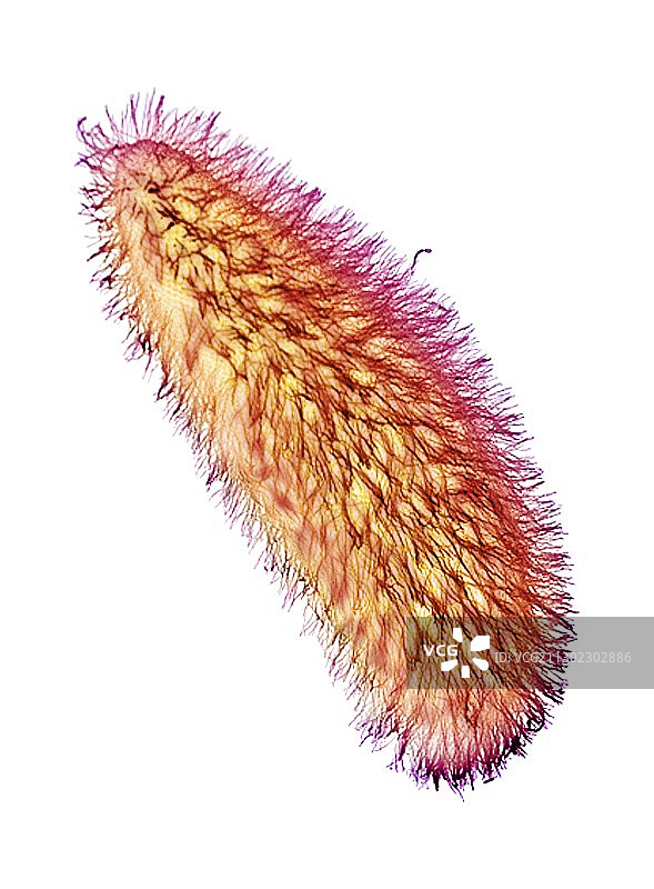 草履虫原生动物扫描电镜照片图片素材