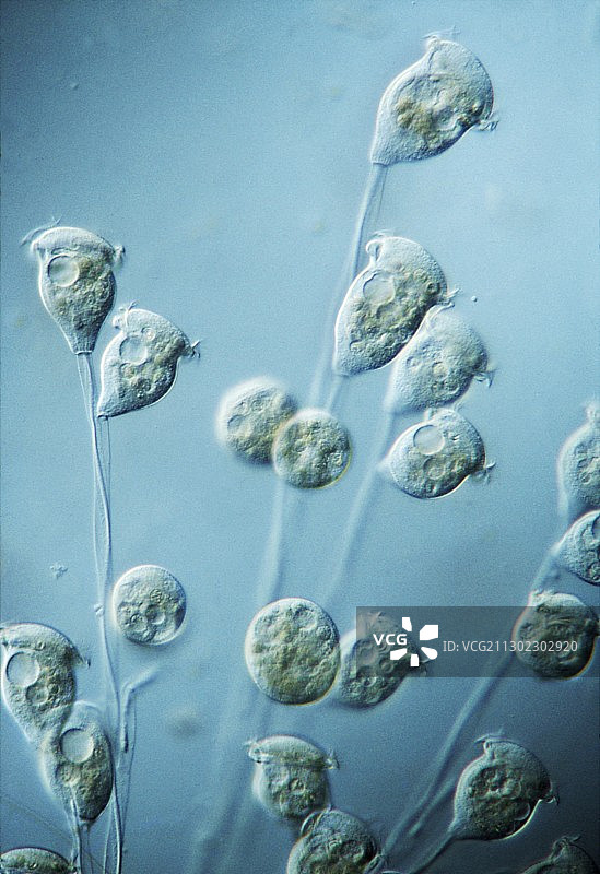 钟虫原生动物显微照片图片素材