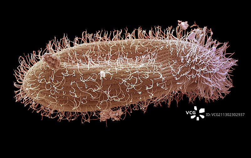 草履虫原生动物扫描电镜照片图片素材