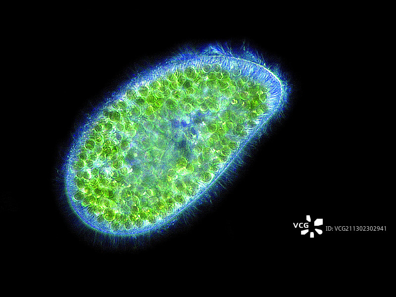 绿草履虫原生动物显微照片图片素材