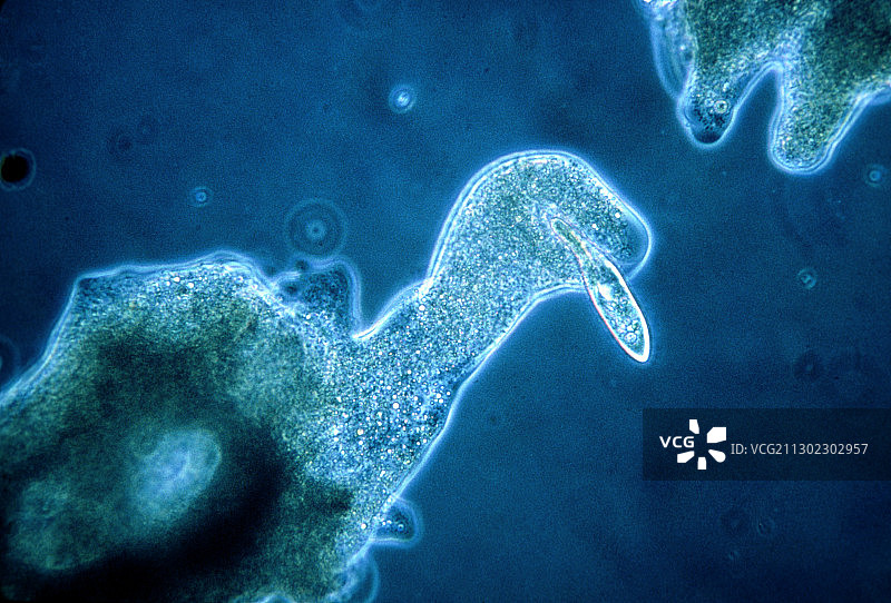 变形虫吞噬草履虫的显微镜照片图片素材