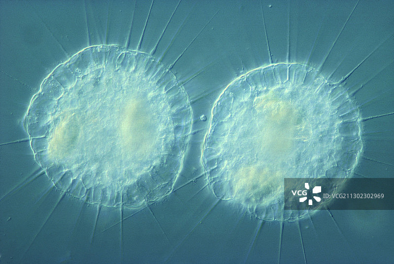 棘球虫原生动物的光学显微照片图片素材