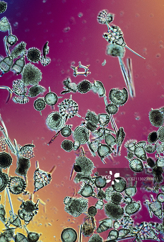 原生动物（放射虫）的光学显微照片图片素材