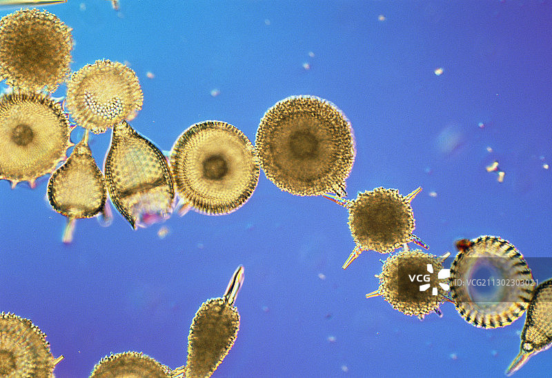 不同放射虫的组织学图片素材