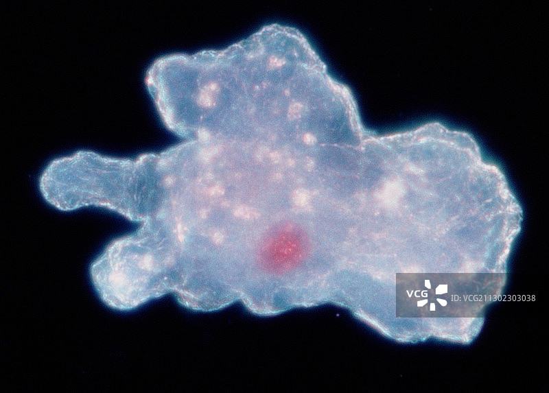 变形虫行走LM显微图图片素材