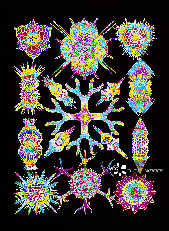 放射虫的电脑艺术（来自恩斯特·海克尔）图片素材