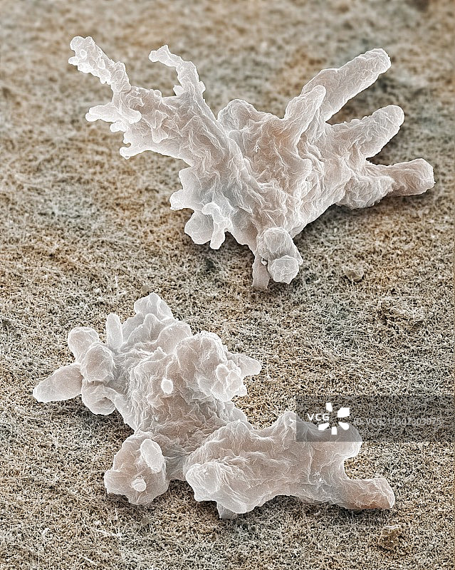 变形虫（扫描电子显微镜）图片素材