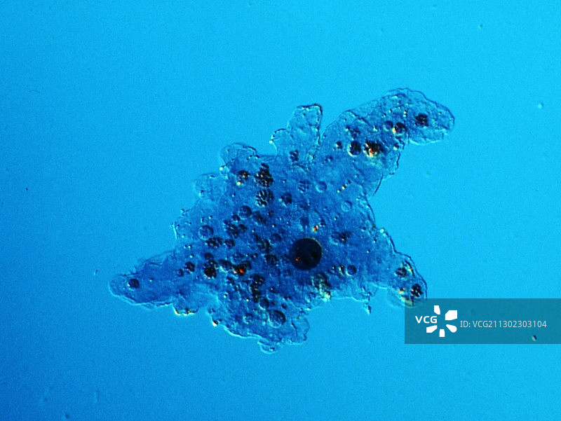 变形虫显微照片图片素材