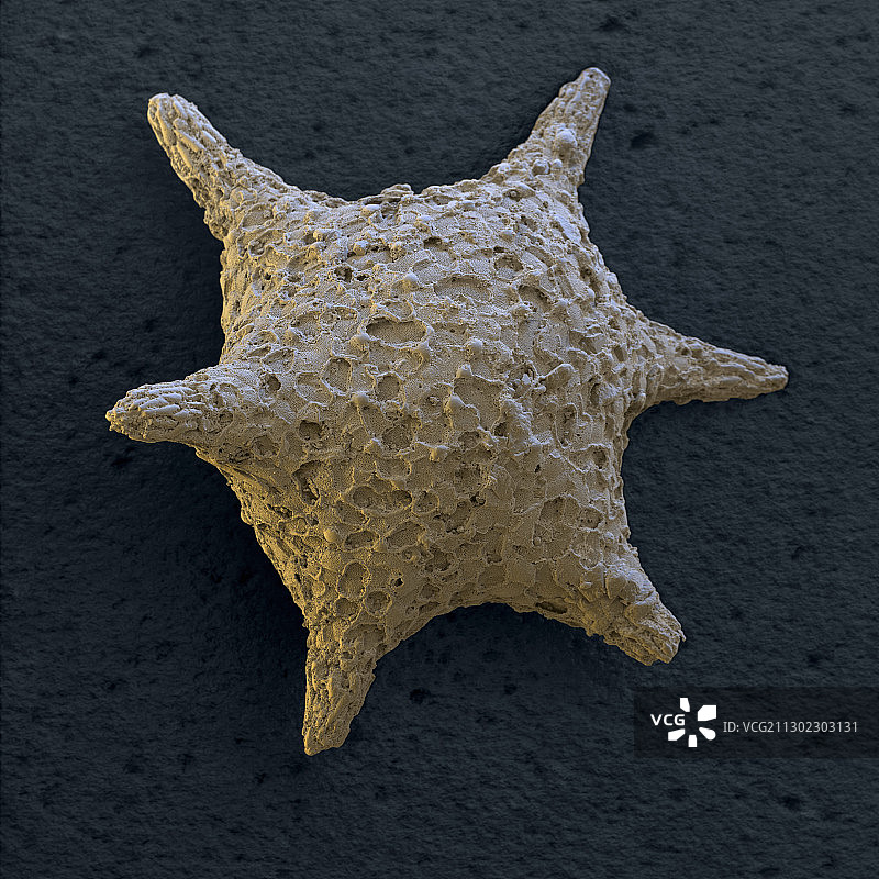 纺锤石有孔虫扫描电镜图图片素材