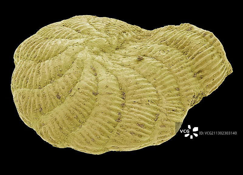 有孔虫，扫描电子显微镜图图片素材