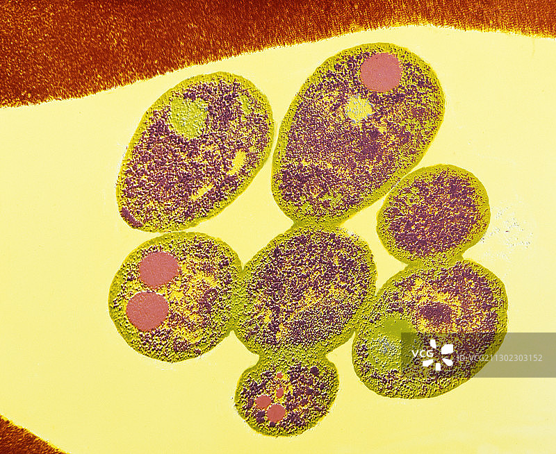 疟疾寄生虫的伪彩色透射电镜图像图片素材
