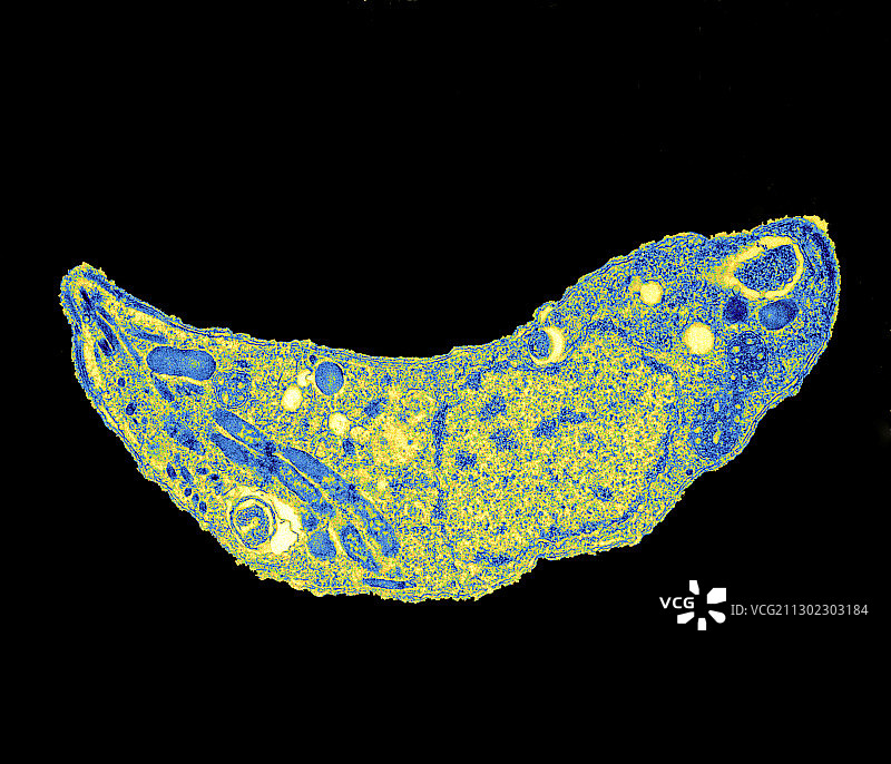 弓形虫寄生虫，TEM图片素材
