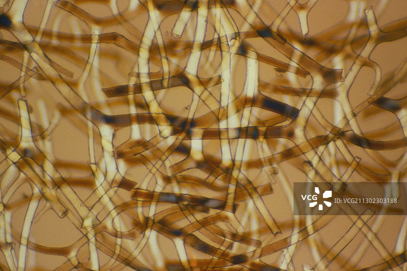 海绵骨针图片素材