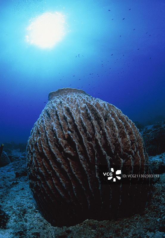 桶状海绵图片素材