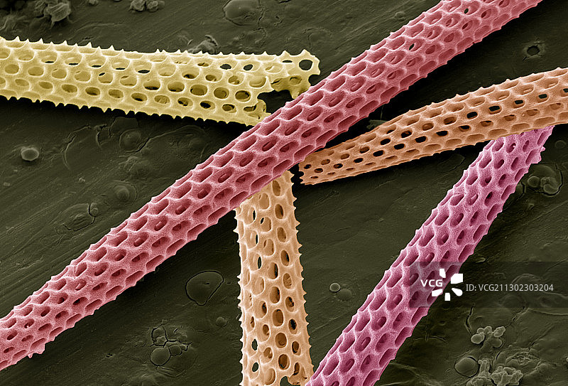 海绵骨针扫描电镜图图片素材