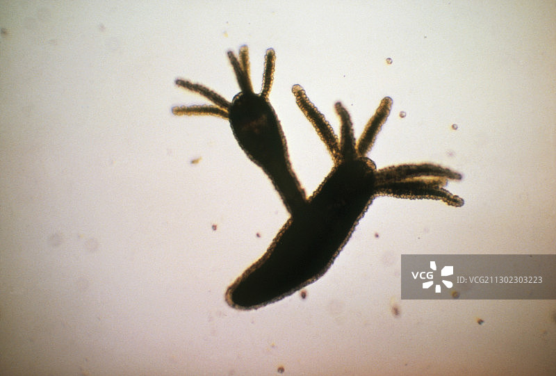 水螅虫息肉图片素材