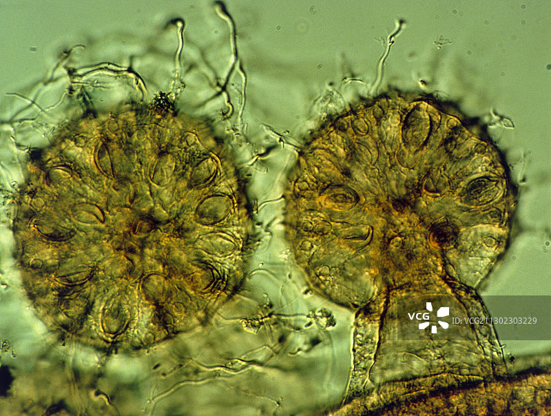 Obelia sp.群体水螅触手的光学显微镜图图片素材