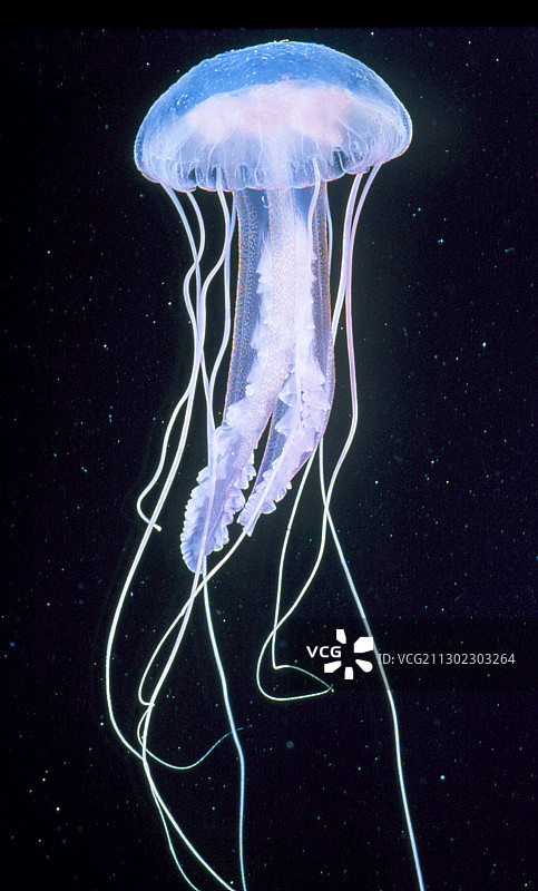 发光水母（夜光游水母）图片素材